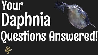 Daphnia Questions Answered [upl. by Naraa142]