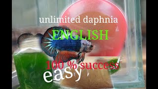 daphnia moina culture Easy way Unlimited production English  with sub Green water Chlorella [upl. by Latouche473]