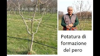 Potatura di formazione del pero [upl. by Shaikh]