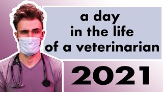 A Day in the Life of A Veterinarian 2021  Dr Ross Henderson [upl. by Biddy]