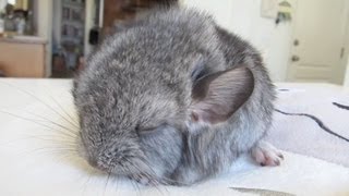 Cute Baby Chinchilla Noises [upl. by Bandler199]