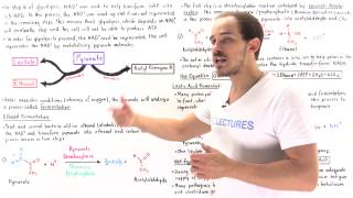 Ethanol and Lactic Acid Fermentation [upl. by Milton]