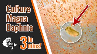 How to culture DAPHNIA MAGNA  The easy way [upl. by Colby309]