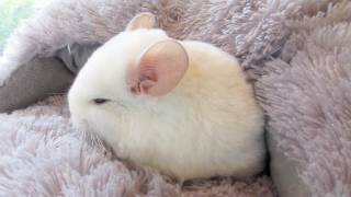 Momo the Pink White Chinchilla [upl. by Ahsinnor]