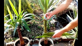 How to grow Yucca plants from cuttings [upl. by Yatnoed]