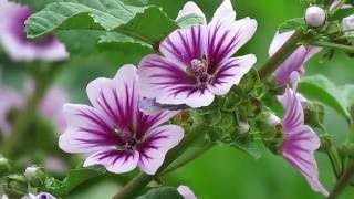 Common Mallow  Zebrina Cultivar Malva sylvestris [upl. by Karlie394]