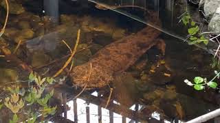 Home Safari  Japanese Giant Salamander  Cincinnati Zoo [upl. by Ainoz]