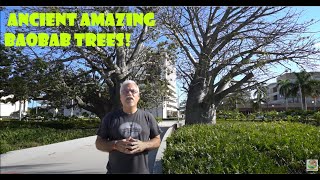 African Baobab trees growing in Hollywood Florida  Ancient Trees  Florida History [upl. by Keelin]