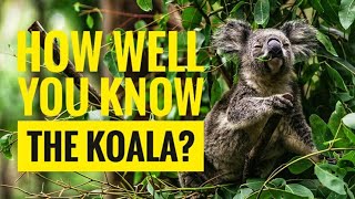 Koala  Description Characteristics and Facts [upl. by Ailati]