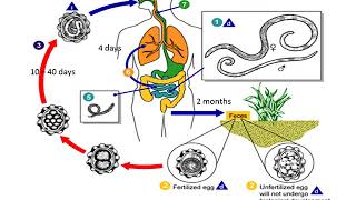 Ascaris Lumbricoides lecture [upl. by Sidman]