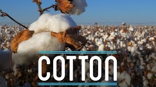 Cotton  How To Make Everything Suit 210 [upl. by Rojam362]