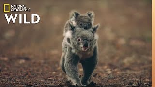 Koalas 101  Nat Geo Wild [upl. by Aniara]