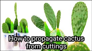 How to propagate cactus from cuttings Opuntia Cactus [upl. by Htilil481]