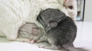 Baby Chinchilla Squeaks [upl. by Port]