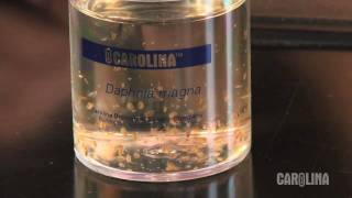 How to Care for Daphnia [upl. by Peednam]