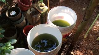 How to grow Green Water Algae [upl. by Cleodel433]