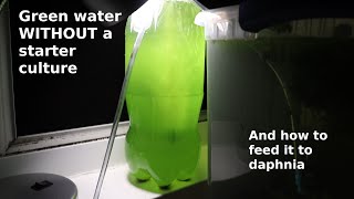 Green Water WITHOUT a Starter Culture  From Scratch  How To [upl. by Enirtak]