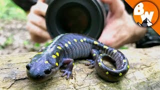 Salamander Smiles for Camera [upl. by Nessej240]