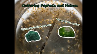 How To Culture Daphnia and Moinas using Green Water Spirulina powder [upl. by Justus903]