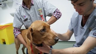 Studying Veterinary Medicine at Cambridge University [upl. by Sikleb320]