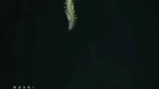 Deepsea worms fire glowing bombs [upl. by Annaehr]