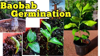 Baobab seed germination trick Adansonia digitata गोरखचिंच gardening video no 5 [upl. by Ivor311]