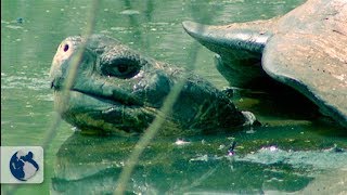 Galapagos Islands Origin and Life  Full Documentary [upl. by Celka]