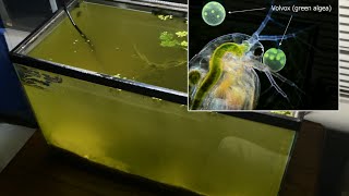 Raising Daphnia for the Freshwater Aquarium [upl. by Aleiram]