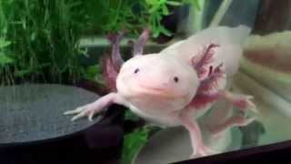 Salamander Pet  Axolotl Close Up [upl. by Olleina]