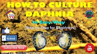 HOW TO CULTURE DAPHNIA In Easy Way [upl. by Yruy]