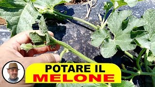 POTARE IL MELONE come si fa e perchè [upl. by Traggat]