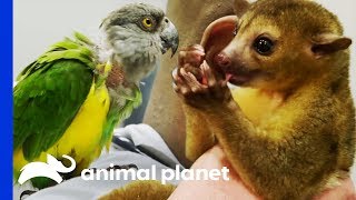 Two Exotic Pets Get Expert Treatment From Dr Ross  The Vet Life [upl. by Amasa11]