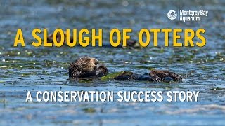 Sea Otters in Elkhorn Slough A Conservation Success Story [upl. by Naitsirhk277]